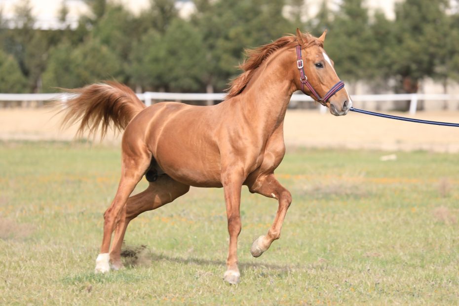 Equestrianism and Azerbaijan: Karabakh Horses