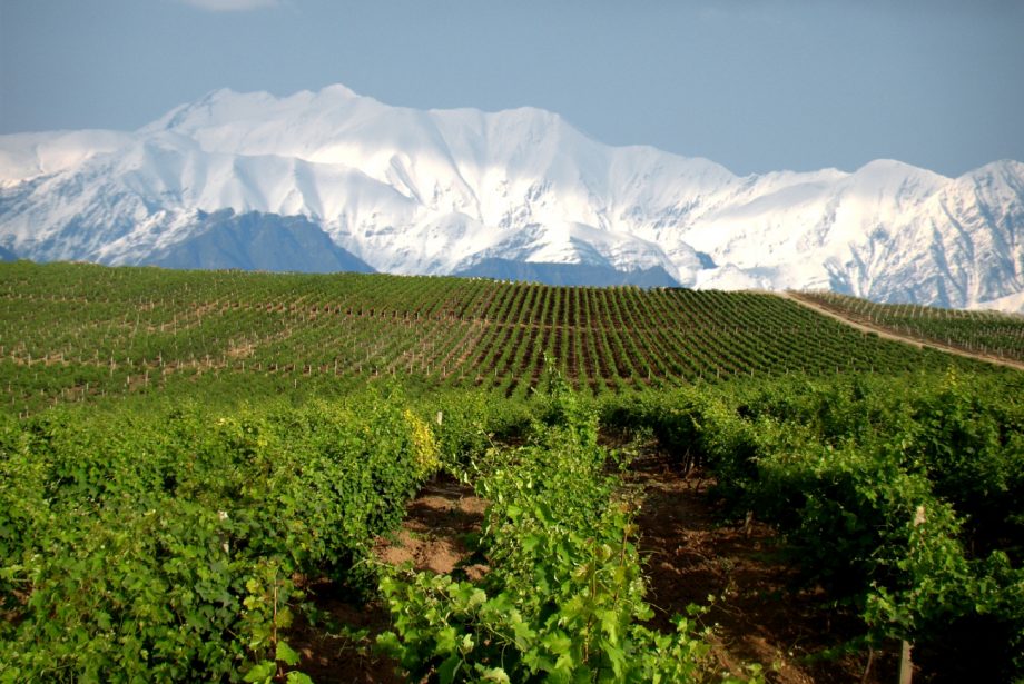 Best Wines in Azerbaijan: A Journey Through the Country’s Vineyards