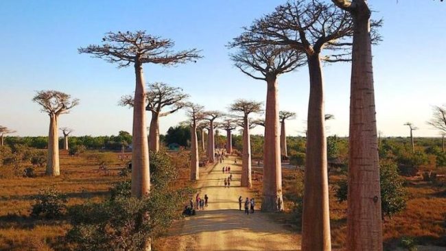 Effortless Madagascar Airport Transfer Service