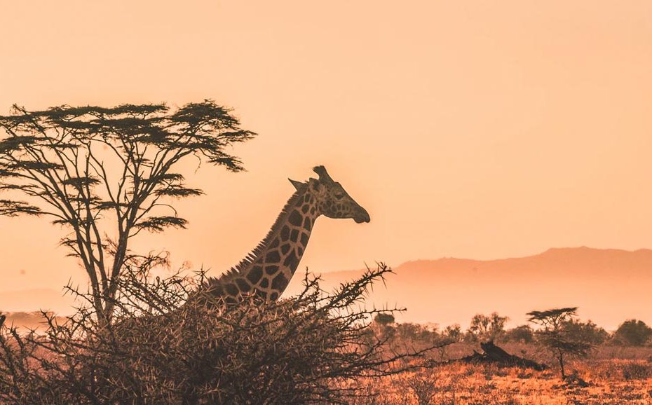 Kenya Safe Airport Transfers